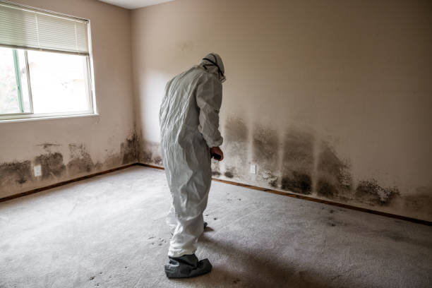 Mold Removal and Inspection in Green Valley, AZ